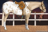 Horse Color:Chocolate Palomino Pearl Appaloosa