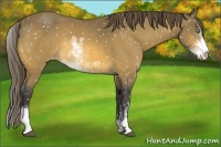 Horse Color:Buckskin Sabino Snowflake Varnish 