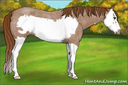 Horse Color:Red Roan Splash Frame