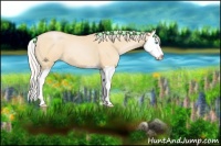 Horse Color:Palomino Pearl Splash 