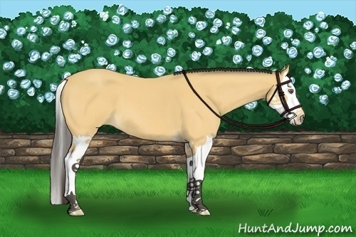 Horse Color:Buckskin Roan Splash 