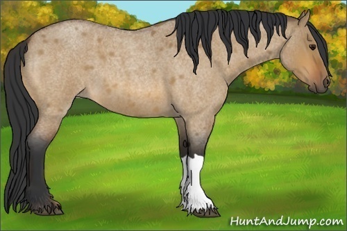 Horse Color:Bay Roan Dun