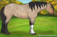 Horse Color:Bay Roan Dun 