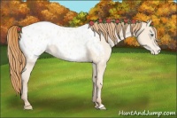 Horse Color:Smoky Black Pearl Appaloosa 