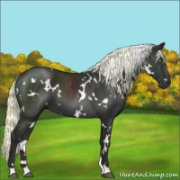 Horse Color:White Spotted Liver Chestnut Mushroom