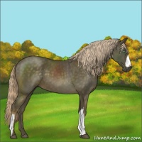 Horse Color:Chocolate Palomino Mushroom 