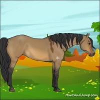 Horse Color:Bay Dun