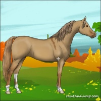 Horse Color:Red Dun 