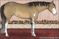 Horse Color:Buckskin Dun Sabino