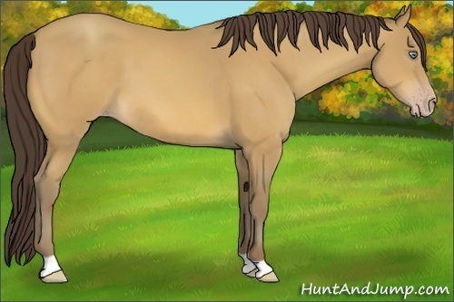 Horse Color:Sable Cream Champagne 