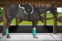 Horse Color:Liver Chestnut Rabicano 