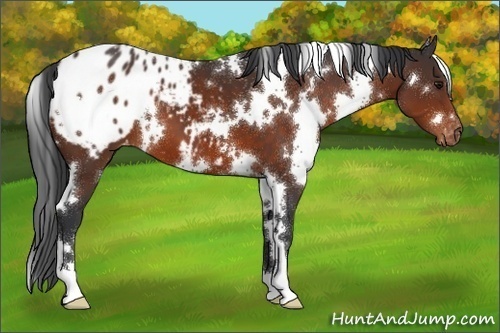 Horse Color:White Spotted Brown Blanket 