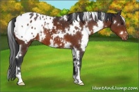 Horse Color:White Spotted Brown Appaloosa 