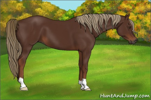 Horse Color:Gray Chestnut 