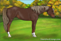 Horse Color:Gray Chestnut 