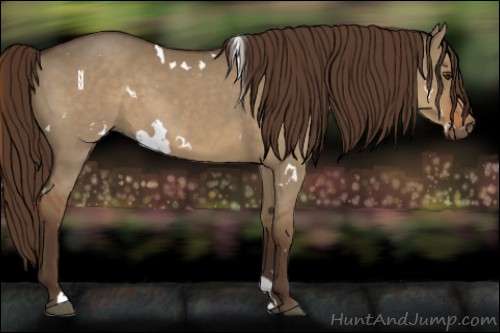Horse Color:White Spotted Liver Red Dun 