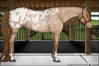 Horse Color:Brown Roan Pearl Appaloosa 
