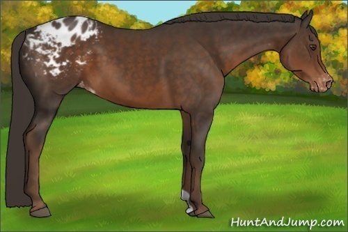 Horse Color:Liver Chestnut Appaloosa 