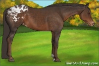Horse Color:Liver Chestnut Appaloosa 