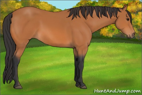 Horse Color:Bay Rabicano 