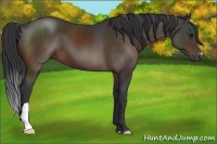Horse Color:Brown 