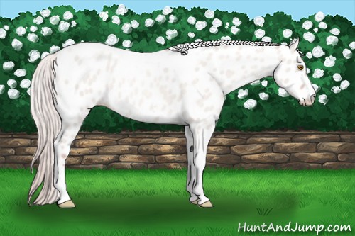 Horse Color:Silver Classic Champagne Roan Dun Splash Tobiano Frame Leopard Rabicano