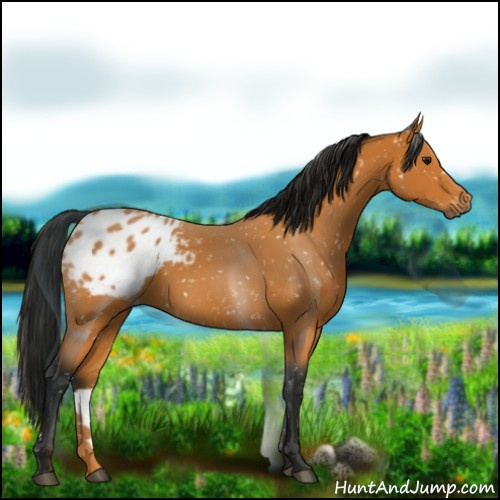 Horse Color:Gray Buckskin Appaloosa 
