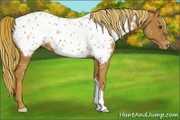 Horse Color:Chestnut Appaloosa