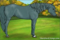 Horse Color:Watercolor Smoky Black Rabicano 