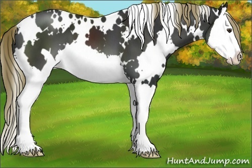 Horse Color:White Spotted Liver Chestnut Splash 