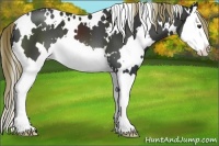 Horse Color:White Spotted Liver Chestnut Splash 