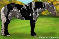 Horse Color:White Spotted Silver Black Tobiano 