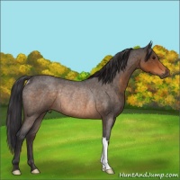 Horse Color:Buckskin Roan Rabicano