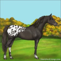 Horse Color:Smoky Black Appaloosa 