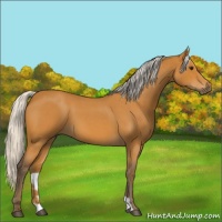 Horse Color:Silver Bay Roan 
