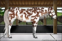 Horse Color:Silver Bay Roan Splash Appaloosa 