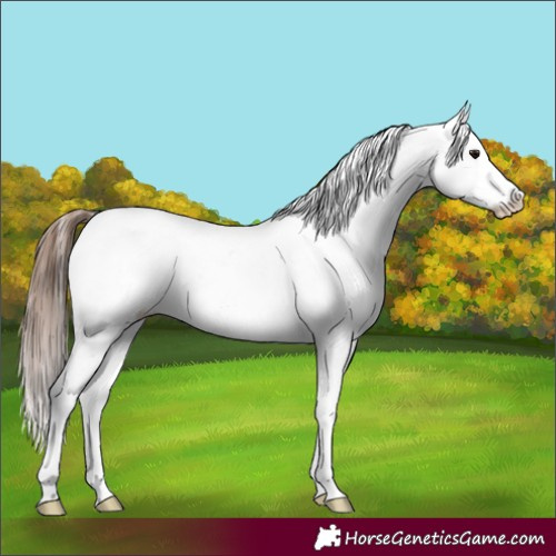 Horse Color:Brown Appaloosa 