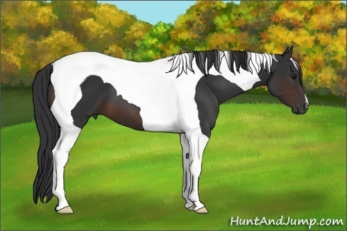 Horse Color:Brown Tobiano 