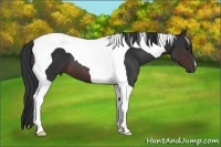 Horse Color:Brown Tobiano 