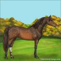 Horse Color:Buckskin Appaloosa