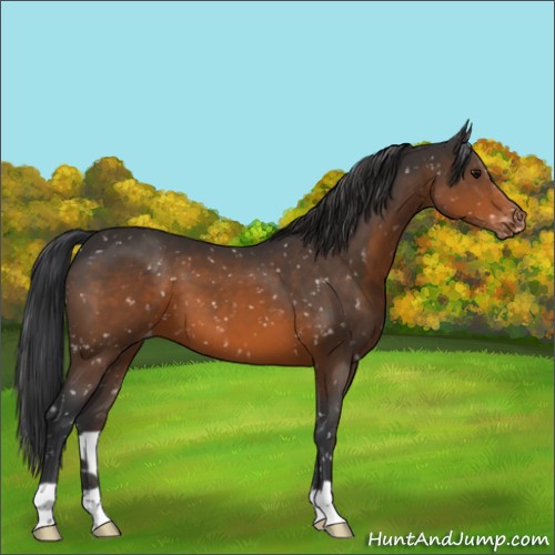 Horse Color:Brown Appaloosa 