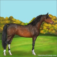 Horse Color:Brown Appaloosa