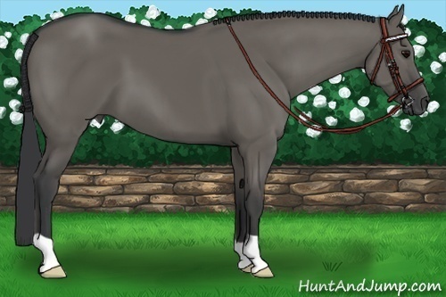 Horse Color:Grullo