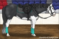 Horse Color:Black Splash