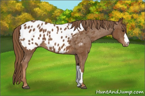 Horse Color:Chestnut Appaloosa