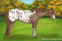 Horse Color:Chestnut Appaloosa 