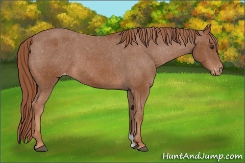 Horse Color:Chestnut Appaloosa