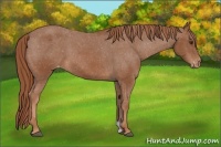 Horse Color:Chestnut Appaloosa