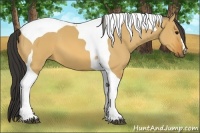 Horse Color:Bay Dun Tobiano 