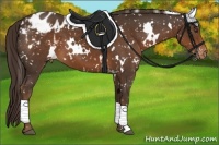 Horse Color:White Spotted Liver Chestnut Appaloosa 